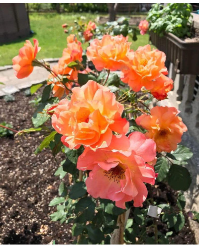 Троянда плетиста Вестерленд (помаранчева) | Rosa climber Westerland (orange) | Роза плетистая Вестерленд (оранжевая)
