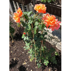 Троянда плетиста Вестерленд (помаранчева) | Rosa climber Westerland (orange) | Роза плетистая Вестерленд (оранжевая)
