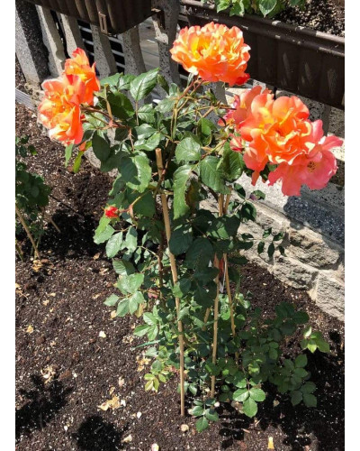 Троянда плетиста Вестерленд (помаранчева) | Rosa climber Westerland (orange) | Роза плетистая Вестерленд (оранжевая)