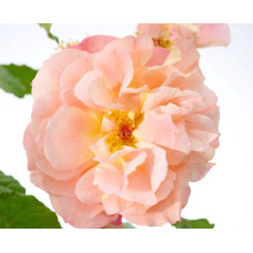 Троянда плетиста Вестерленд (помаранчева) | Rosa climber Westerland (orange) | Роза плетистая Вестерленд (оранжевая)