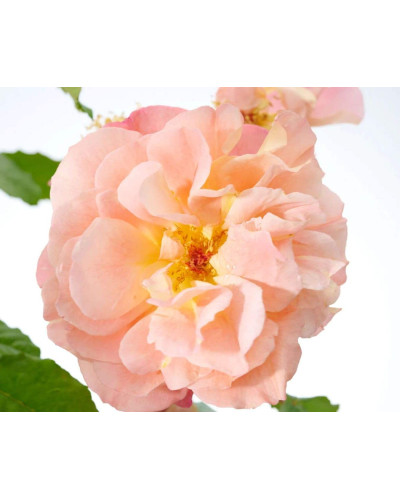 Троянда плетиста Вестерленд (помаранчева) | Rosa climber Westerland (orange) | Роза плетистая Вестерленд (оранжевая)