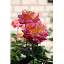 Троянда великоквіткова (жовто-рожева) ШТАМБ | Rose large-flowered (yellow-pink) SHTAMB | Роза крупноцветковая (желто-розовая) ШТАМБ