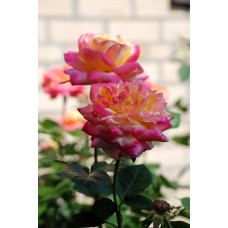 Троянда великоквіткова (жовто-рожева) ШТАМБ | Rose large-flowered (yellow-pink) SHTAMB | Роза крупноцветковая (желто-розовая) ШТАМБ
