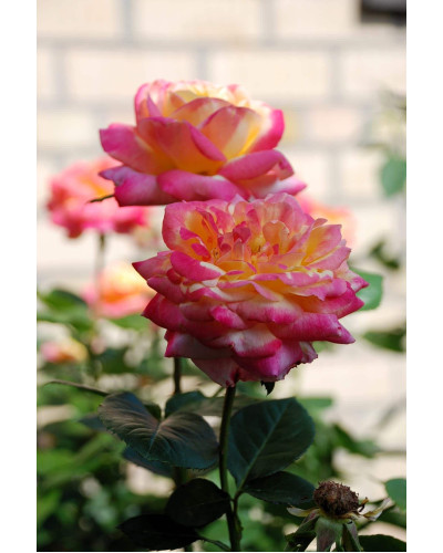 Троянда великоквіткова (жовто-рожева) ШТАМБ | Rose large-flowered (yellow-pink) SHTAMB | Роза крупноцветковая (желто-розовая) ШТАМБ
