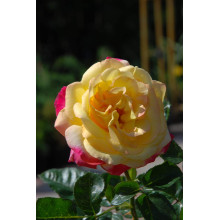 Троянда великоквіткова (жовто-рожева) ШТАМБ | Rose large-flowered (yellow-pink) SHTAMB | Роза крупноцветковая (желто-розовая) ШТАМБ