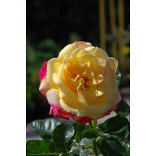Троянда великоквіткова (жовто-рожева) ШТАМБ | Rose large-flowered (yellow-pink) SHTAMB | Роза крупноцветковая (желто-розовая) ШТАМБ