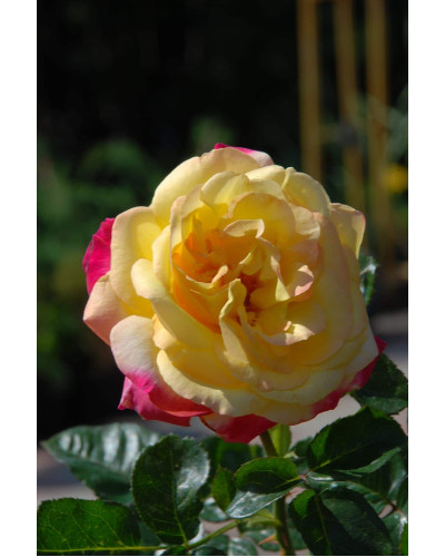 Троянда великоквіткова (жовто-рожева) ШТАМБ | Rose large-flowered (yellow-pink) SHTAMB | Роза крупноцветковая (желто-розовая) ШТАМБ