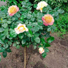 Троянда великоквіткова (жовто-рожева) ШТАМБ | Rose large-flowered (yellow-pink) SHTAMB | Роза крупноцветковая (желто-розовая) ШТАМБ