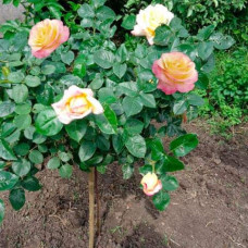 Троянда великоквіткова (жовто-рожева) ШТАМБ | Rose large-flowered (yellow-pink) SHTAMB | Роза крупноцветковая (желто-розовая) ШТАМБ