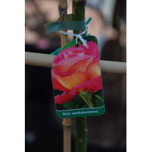 Троянда великоквіткова (жовто-рожева) ШТАМБ | Rose large-flowered (yellow-pink) SHTAMB | Роза крупноцветковая (желто-розовая) ШТАМБ