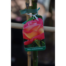 Троянда великоквіткова (жовто-рожева) ШТАМБ | Rose large-flowered (yellow-pink) SHTAMB | Роза крупноцветковая (желто-розовая) ШТАМБ