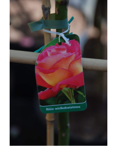 Троянда великоквіткова (жовто-рожева) ШТАМБ | Rose large-flowered (yellow-pink) SHTAMB | Роза крупноцветковая (желто-розовая) ШТАМБ