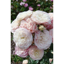 Троянда мускусна Букет Парфе | Rosa moschata Bouquet Parfait | Роза мускусная Букет Парфе