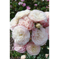 Троянда мускусна Букет Парфе | Rosa moschata Bouquet Parfait | Роза мускусная Букет Парфе