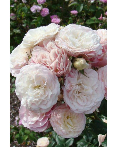 Троянда мускусна Букет Парфе | Rosa moschata Bouquet Parfait | Роза мускусная Букет Парфе