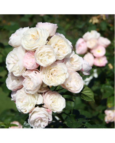 Троянда мускусна Букет Парфе | Rosa moschata Bouquet Parfait | Роза мускусная Букет Парфе