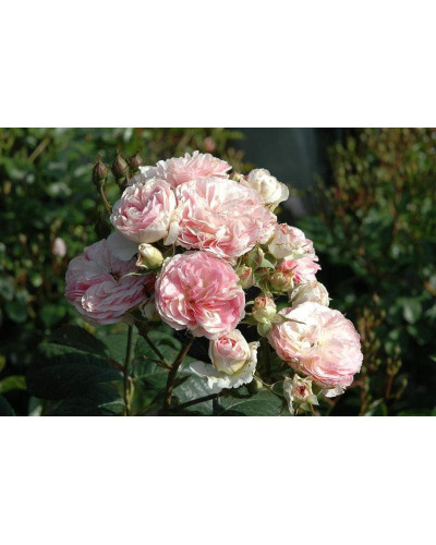 Троянда мускусна Букет Парфе | Rosa moschata Bouquet Parfait | Роза мускусная Букет Парфе