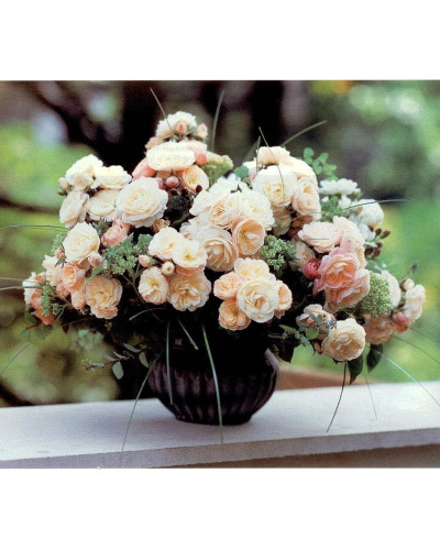 Троянда мускусна Букет Парфе | Rosa moschata Bouquet Parfait | Роза мускусная Букет Парфе