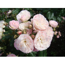 Троянда мускусна Букет Парфе | Rosa moschata Bouquet Parfait | Роза мускусная Букет Парфе