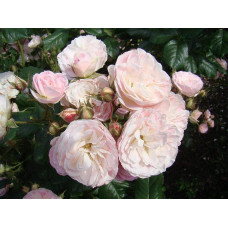 Троянда мускусна Букет Парфе | Rosa moschata Bouquet Parfait | Роза мускусная Букет Парфе