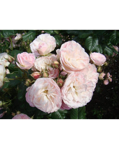 Троянда мускусна Букет Парфе | Rosa moschata Bouquet Parfait | Роза мускусная Букет Парфе