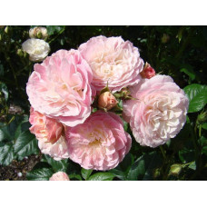 Троянда мускусна Букет Парфе | Rosa moschata Bouquet Parfait | Роза мускусная Букет Парфе