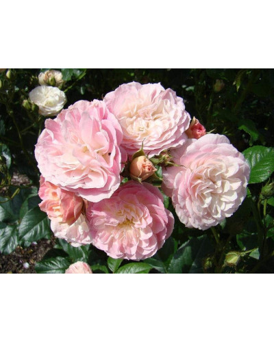 Троянда мускусна Букет Парфе | Rosa moschata Bouquet Parfait | Роза мускусная Букет Парфе