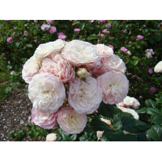 Троянда мускусна Букет Парфе | Rosa moschata Bouquet Parfait | Роза мускусная Букет Парфе