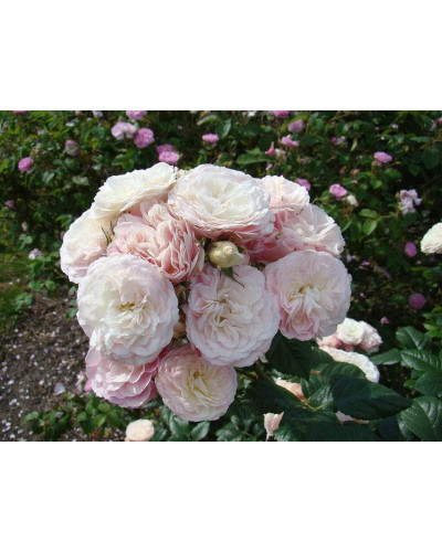 Троянда мускусна Букет Парфе | Rosa moschata Bouquet Parfait | Роза мускусная Букет Парфе