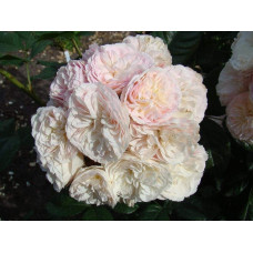 Троянда мускусна Букет Парфе | Rosa moschata Bouquet Parfait | Роза мускусная Букет Парфе