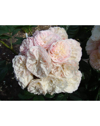 Троянда мускусна Букет Парфе | Rosa moschata Bouquet Parfait | Роза мускусная Букет Парфе