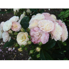 Троянда мускусна Букет Парфе | Rosa moschata Bouquet Parfait | Роза мускусная Букет Парфе