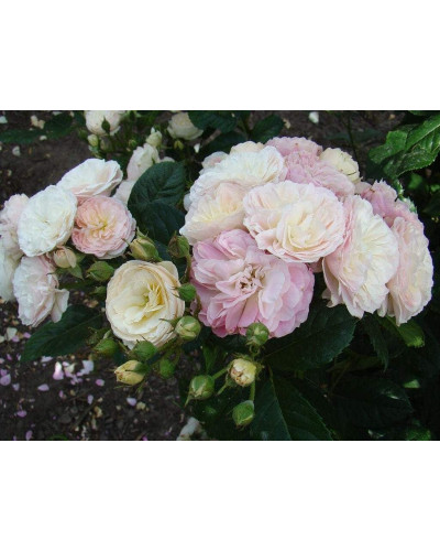 Троянда мускусна Букет Парфе | Rosa moschata Bouquet Parfait | Роза мускусная Букет Парфе