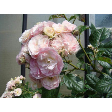Троянда мускусна Букет Парфе | Rosa moschata Bouquet Parfait | Роза мускусная Букет Парфе