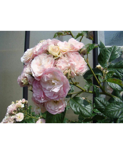 Троянда мускусна Букет Парфе | Rosa moschata Bouquet Parfait | Роза мускусная Букет Парфе