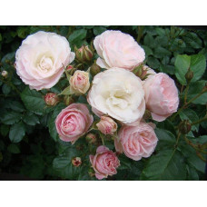 Троянда мускусна Букет Парфе | Rosa moschata Bouquet Parfait | Роза мускусная Букет Парфе