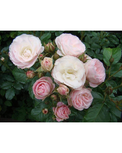 Троянда мускусна Букет Парфе | Rosa moschata Bouquet Parfait | Роза мускусная Букет Парфе