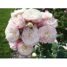 Троянда мускусна Букет Парфе | Rosa moschata Bouquet Parfait | Роза мускусная Букет Парфе