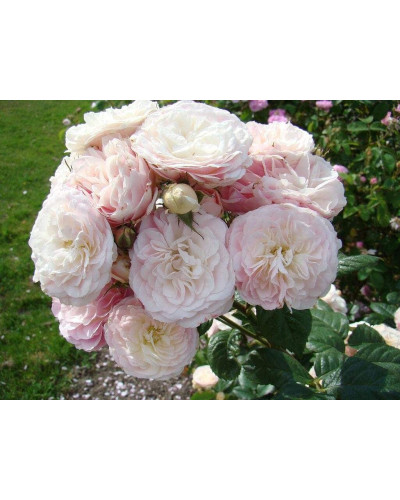 Троянда мускусна Букет Парфе | Rosa moschata Bouquet Parfait | Роза мускусная Букет Парфе