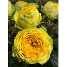 Троянда Луна Трендсеттер (жовта) ШТАМБ | Rosa Luna Trendsetter (yellow) SHTAMB | Роза Луна Трендсеттер (желтая) ШТАМБ
