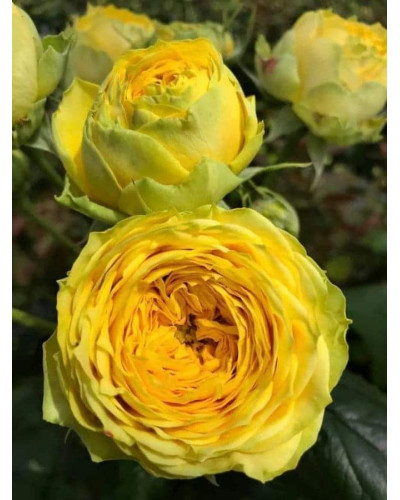Троянда Луна Трендсеттер (жовта) ШТАМБ | Rosa Luna Trendsetter (yellow) SHTAMB | Роза Луна Трендсеттер (желтая) ШТАМБ