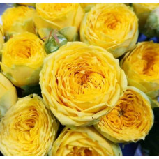 Троянда Луна Трендсеттер (жовта) ШТАМБ | Rosa Luna Trendsetter (yellow) SHTAMB | Роза Луна Трендсеттер (желтая) ШТАМБ