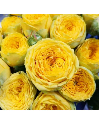 Троянда Луна Трендсеттер (жовта) ШТАМБ | Rosa Luna Trendsetter (yellow) SHTAMB | Роза Луна Трендсеттер (желтая) ШТАМБ