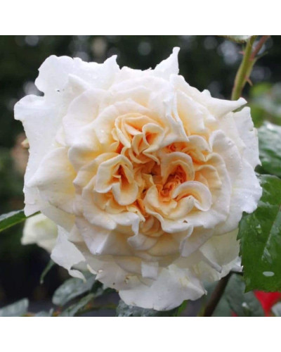 Троянда Комтесса (біло-жовта) ШТАМБ | Rosa Comtessa (white-yellow) SHTAMB | Роза Комтесса (бело-желтая) ШТАМБ