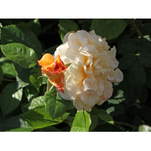 Троянда Комтесса (біло-жовта) ШТАМБ | Rosa Comtessa (white-yellow) SHTAMB | Роза Комтесса (бело-желтая) ШТАМБ