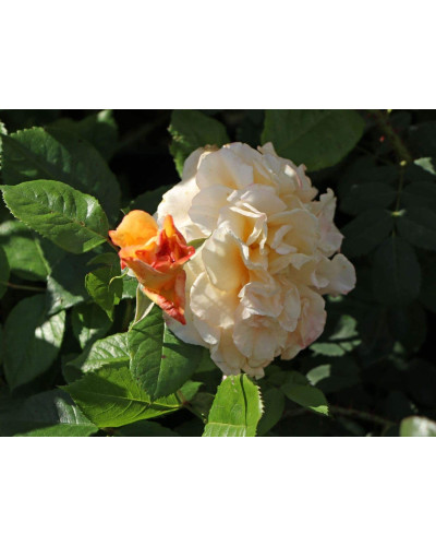Троянда Комтесса (біло-жовта) ШТАМБ | Rosa Comtessa (white-yellow) SHTAMB | Роза Комтесса (бело-желтая) ШТАМБ