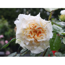 Троянда Комтесса (біло-жовта) ШТАМБ | Rosa Comtessa (white-yellow) SHTAMB | Роза Комтесса (бело-желтая) ШТАМБ