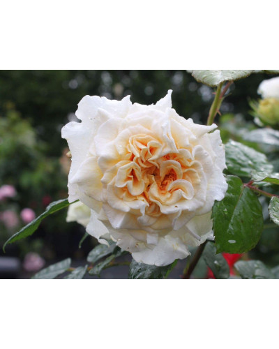 Троянда Комтесса (біло-жовта) ШТАМБ | Rosa Comtessa (white-yellow) SHTAMB | Роза Комтесса (бело-желтая) ШТАМБ