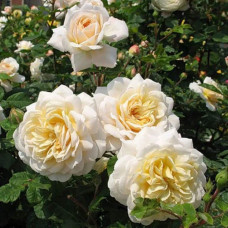Троянда Комтесса (біло-жовта) ШТАМБ | Rosa Comtessa (white-yellow) SHTAMB | Роза Комтесса (бело-желтая) ШТАМБ