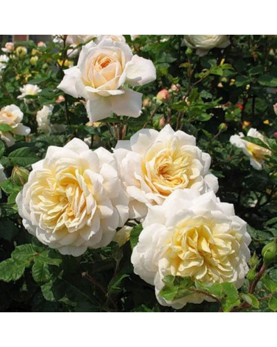 Троянда Комтесса (біло-жовта) ШТАМБ | Rosa Comtessa (white-yellow) SHTAMB | Роза Комтесса (бело-желтая) ШТАМБ